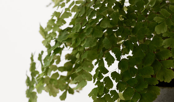 Una marca antiedad que piensa como una marca natural